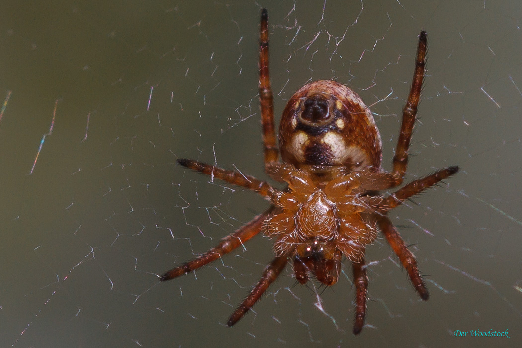 Kreutspinne von unten