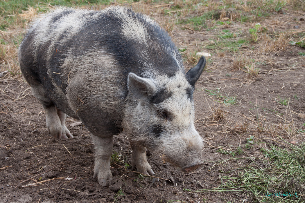 Das Dürerschwein